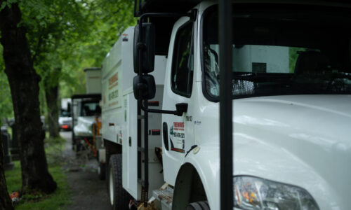 Tree Works Ltd photo 7