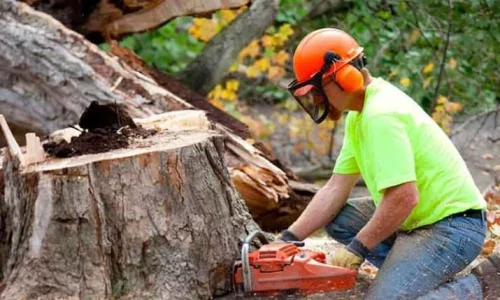 Tree-removal-web-810x429